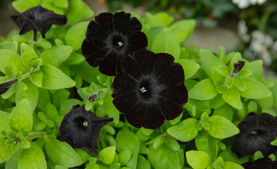 beautiful Black petunia flowers