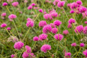 purple of Gomphrena globosa and globe amaranth