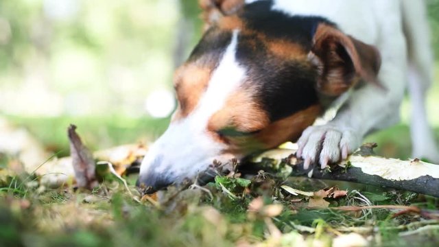 Jack Russell nibbles stick on the grass in the Park