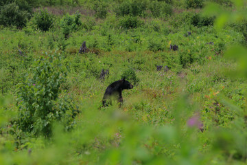 Naklejka premium black bear in the field 