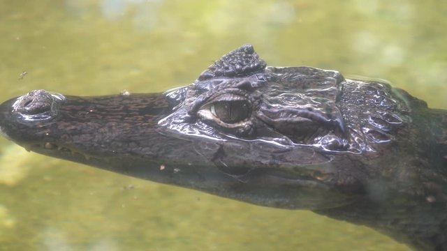 Young alligator in water. 