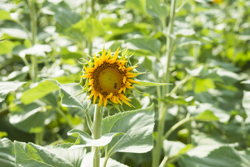 Insectos que trabajan, una abeja vuela sobre la flor del girasol con el cuerpo cubierto de polen