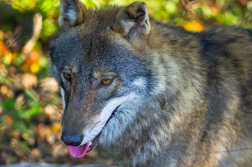 Grey wolf in the forest, Poland