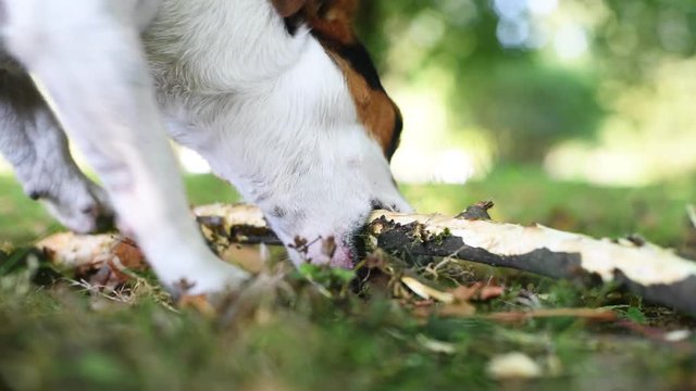 Jack Russell nibbles stick on the grass in the Park