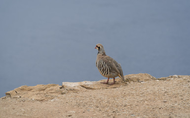 partridge