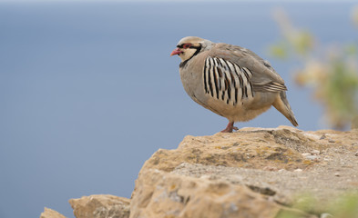 partridge