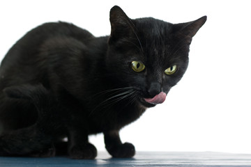 Black cat licking on white background.
