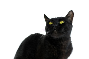 A black cat is looking up on a white background.