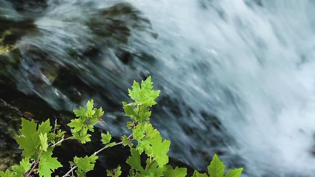 Waterfall on a Spring Creek in Plane and Oak Forest