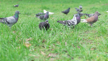 Pigeons on green grass in the forest.