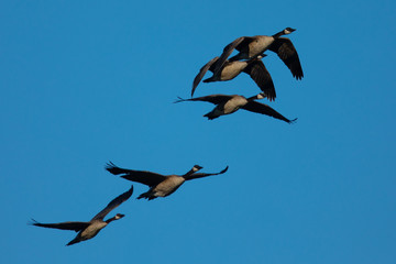 Canada geese flying together, seen in the wild near the San Francisco Bay