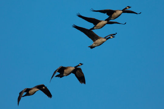 Canada geese flying together, seen in the wild near the San Francisco Bay