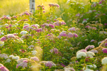 field with beautiful colorful flowers in the sun summer rays