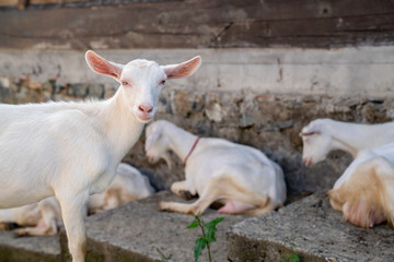 Obraz premium close-up white goat with kids in the yard village house sunny spring day