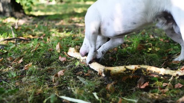Jack Russell nibbles stick on the grass in the Park