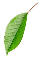 Fototapeta premium Green Cherry leaf isolated