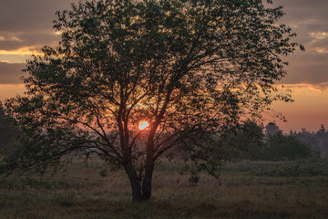 Fototapeta na wymiar sunset and the tree