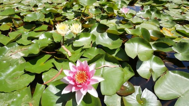 Beautiful blossom of Nymphaea tetragona, saw in California Institute of Technology, Los Angeles