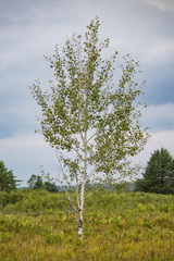 Obraz premium tree in the field