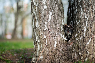 A small kitten of tortoise color in the park sits in a birch