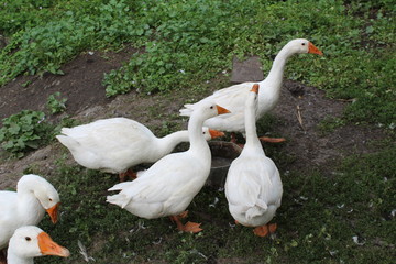 White geese, close-up of the household grazing on the lawn.