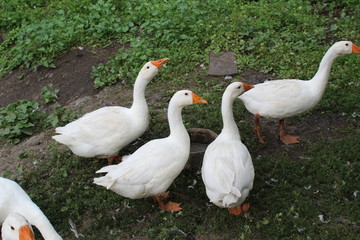 White geese, close-up of the household grazing on the lawn.