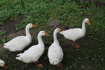 Obraz premium White geese, close-up of the household grazing on the lawn.