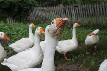 White geese, close-up of the household grazing on the lawn.