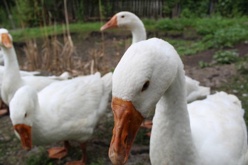 Naklejka na ściany i meble White geese, close-up of the household grazing on the lawn.