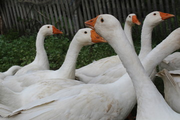 Obraz premium White geese, close-up of the household grazing on the lawn.