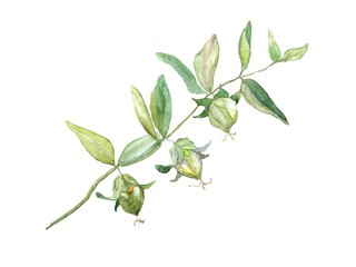 Jojoba watercolor, isolated on white background. Botanical illustration for greeting cards, invitations, and other printing projects. Can used for packaging of natural products health and beauty.