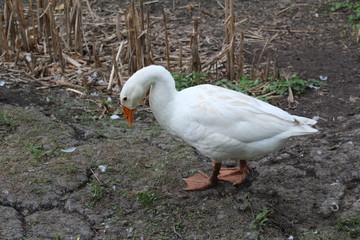 White goose, close-up in the household.