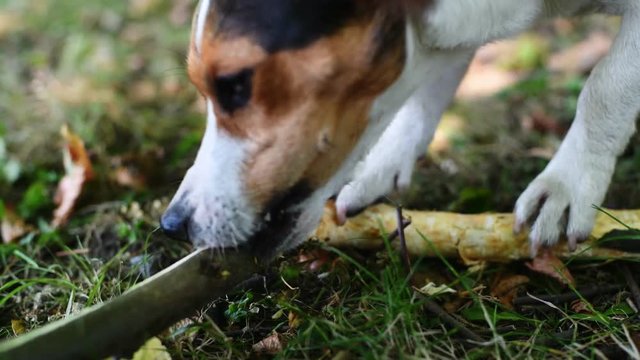 Jack Russell nibbles stick on the grass in the Park