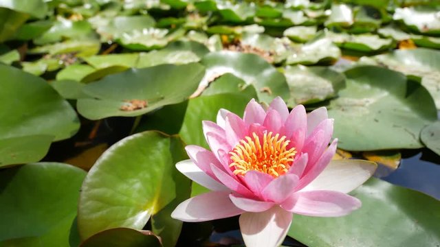 Beautiful blossom of Nymphaea tetragona, saw in California Institute of Technology, Los Angeles