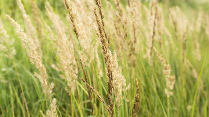 Grass field, rural nature, green background