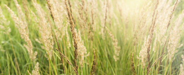 Fototapeta premium Grass field, rural nature, green background