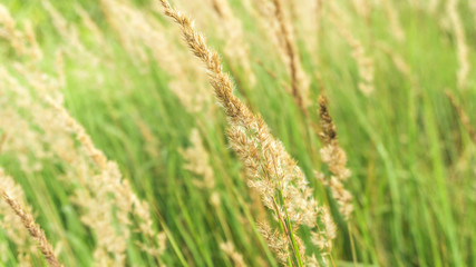 Grass field, rural nature, green background