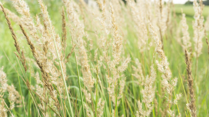 Grass field, rural nature, green background