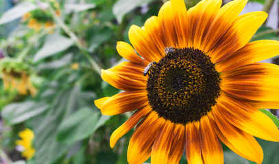 Sunflower close-up, bright and orange, sunlight