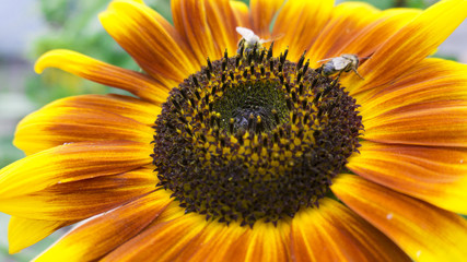 Obraz premium Sunflower close-up, bright and orange, sunlight