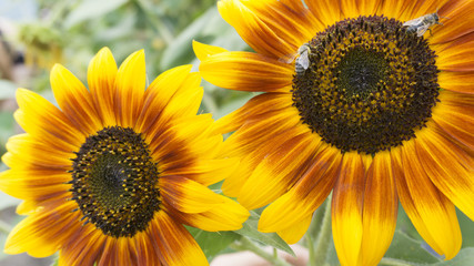 Obraz premium Sunflower close-up, bright and orange, sunlight