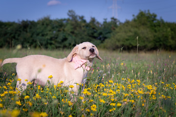 Cute puppy with a bow tie on the flowery meadow