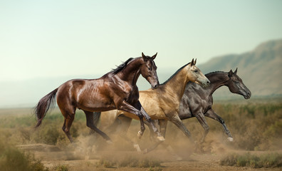 Obraz premium Three beautiful horses in prairies