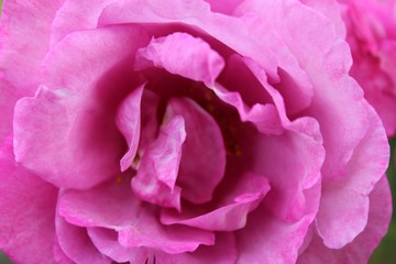 Close up of beautiful purple rose petals