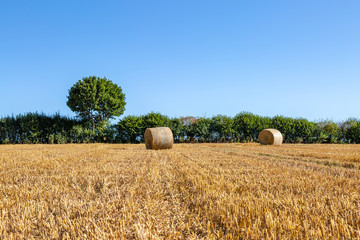 Fototapeta premium Haybales in a field in Sussex, on a sunny summer's day