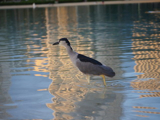 black-crowned night heron walking on water