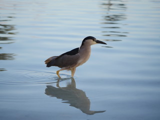 black-crowned night heron walking on water