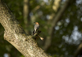 Red-bellied woodpecker on a tree trunk