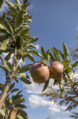 apples on the branch