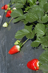 Strawberries bed covered with plastic canvas